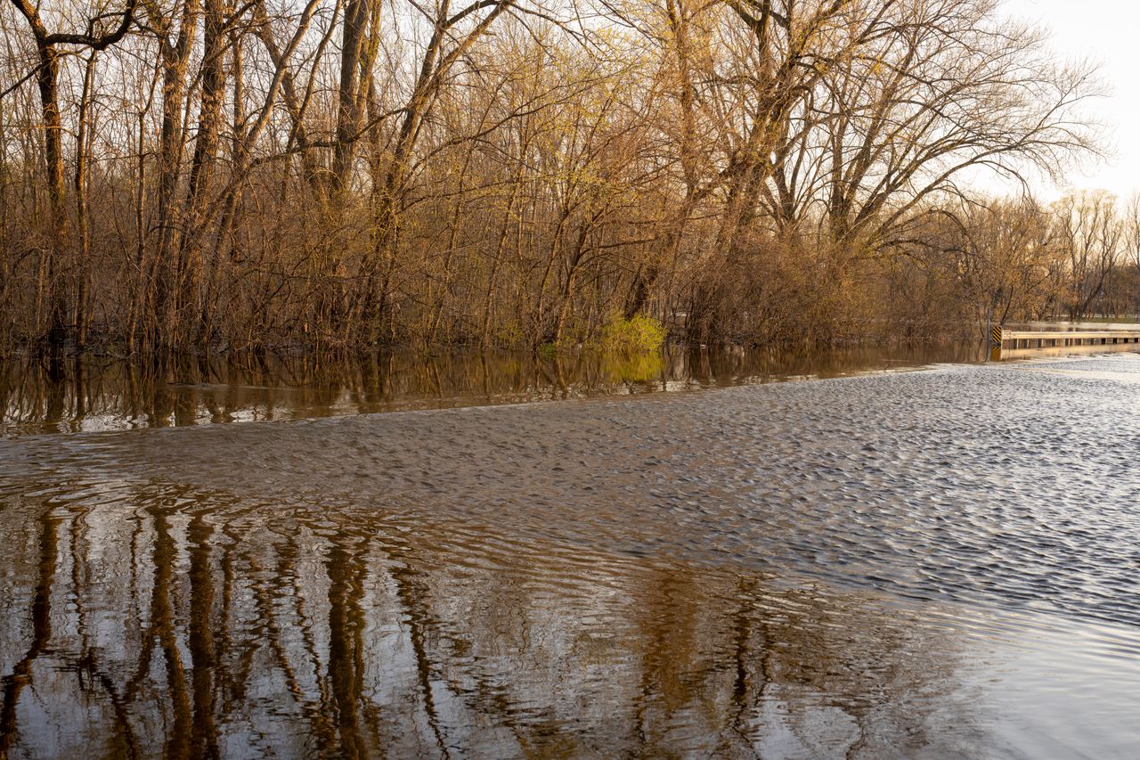A serene scene of a forest partially submerged by floodwaters during early spring.
